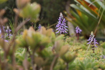 Purple flower 2