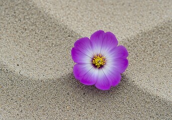 Solitary Purple Flower on Textured Sand Surface in Natural Sunlight