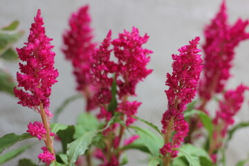 Obraz premium pink flowers in the garden
