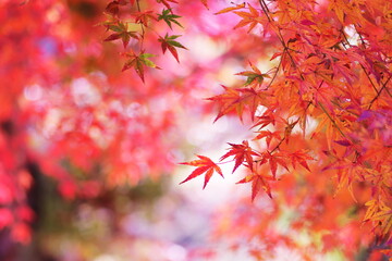 鮮やかな秋の紅葉