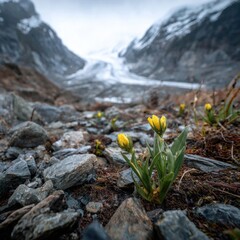 Obraz premium Vibrant flowers bloom in a serene, glacial landscape.