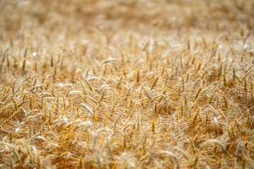 Close-up of a golden ear of wheat ready for harvest in a rural field. Ear of wheat swaying gently in the natural outdoor breeze. Rustic farmland with detailed ear of wheat in the foreground.