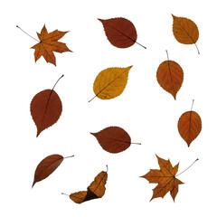 falling leaves isolated on white background  
