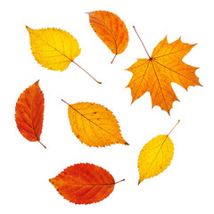 falling leaves isolated on white background  
