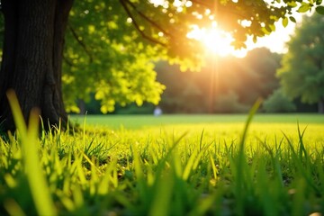 Golden hour sunlight bathes a tranquil summer scene Gentle breeze rustles through lush green leaves, casting dappled shadows on sun-drenched grass Perfect idyllic summer day , heat, golden hour