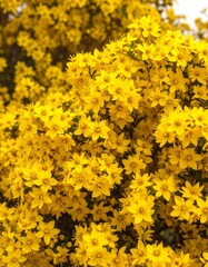 Yellow flower cluster