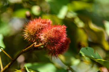 Annatto Fruits (Bixa orellana) on Tree Branch,  Paraíba, Brazil.