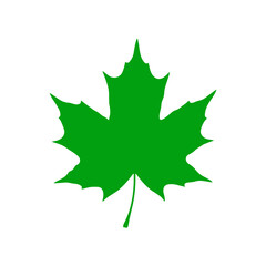 Fototapeta premium Vibrant green maple leaf symbol for nature, autumn, and Canadian pride