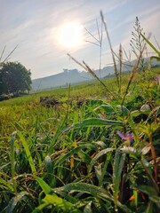 A tranquil morning scene of a green field with sun shining brightly.