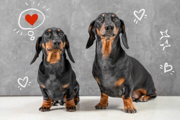 Two black and tan dachshunds sit side by side light floor against gray wall with playful white doodles of hearts, stars, red heart thought bubble above one dog, showcasing their charming personalities