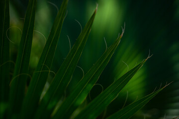 Pattern of palm leaves. Palm background. Green leaves wallpaper. Exotic jungle foliage. Green leaves tropical greenery. Green pattern. Palm leaves backdrop. Green palm background.