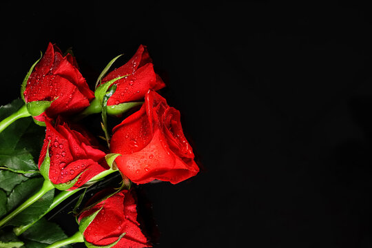 Many beautiful red rose flowers on black background - Powered by Adobe