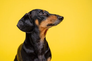 Close-up of a dachshund dog with a sleek black and tan, set against a vibrant yellow background. perfect for pet-related designs or playful themes.