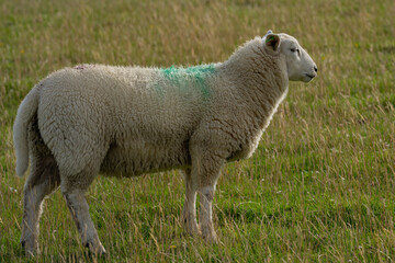 The sheep in the meadows. Sheep pasture on an farm, close up. Sheep eating grass on a field. Sheep grazing in an farm.