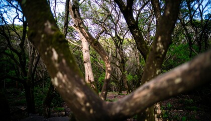 Dense forest with gnarled trees