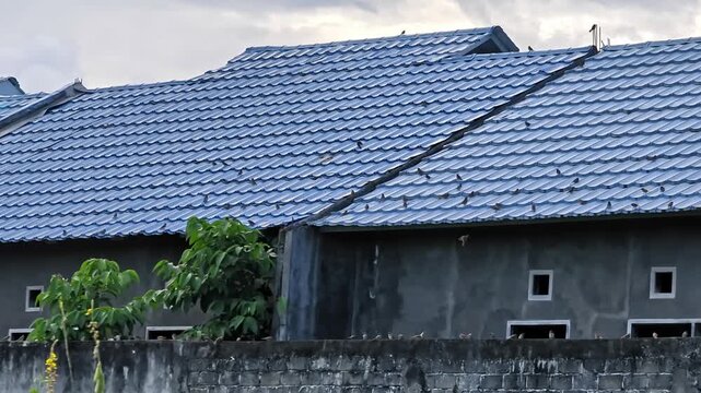 Group of sparrows resting on the blue ceramic roof tiles of an unfinished house, creating a natural and urban wildlife scene in the neighborhood.
