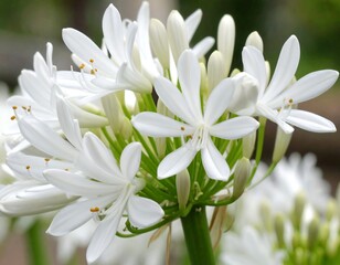 Close-up of cluster of white flowers (1)