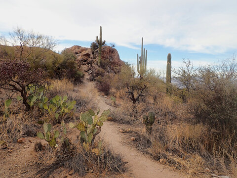 Dirt trail winds through prickly pear and saguaro cacti in the Sonoran Desert at Saguaro National Park under a partly cloudy sky.