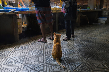 Stray Cat Waiting in Traditional Market