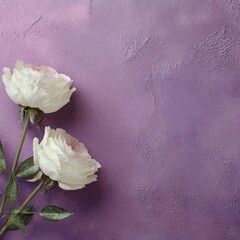 two elegant white roses placed against textured lavender wall, perfect for weddings, invitations, love themes, or feminine design projects