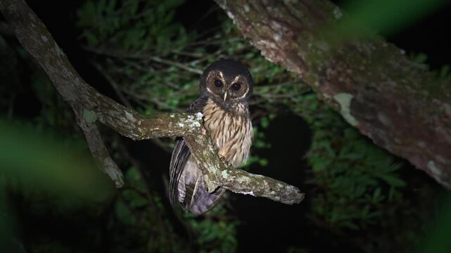 Strix virgata