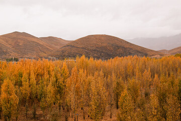 Daocheng, Sichuan, China, golden, poplar, forest, river, mountains, autumn Golden poplars line a...