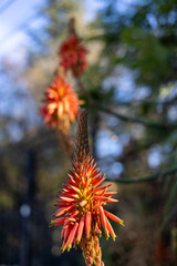Flores de aloe vera naranja candelabro