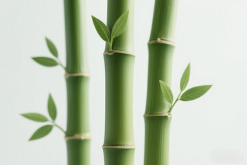 Obraz premium bamboo forest background