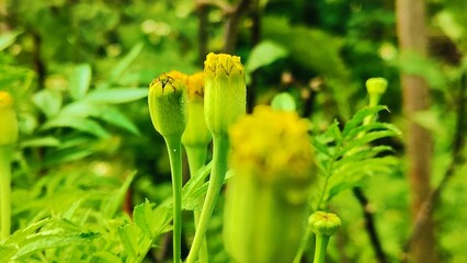 Pale yellow marigold flowers are beginning to bloom, close-up shot against a green background of trees and grass in a natural garden.