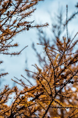 Capturing the Last Whispers of Autumn: Inner Mongolia's Daqing Mountain Series