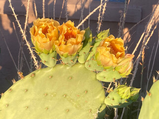 Flowers blooming on the pads of a prickly pear cactus, Arizona