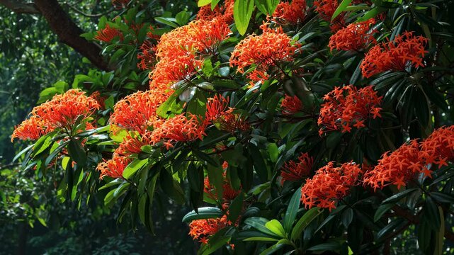 Ixora in summer
