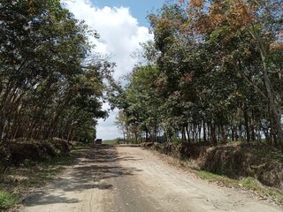 Fototapeta premium road in the forest
