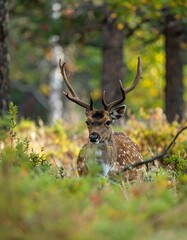 Naklejka premium Spotted deer in autumn forest