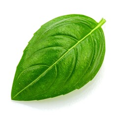 Fresh basil leaf close-up