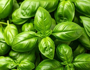 Fresh basil leaves close-up (2)
