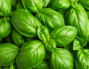 Fresh basil leaves close-up (3)