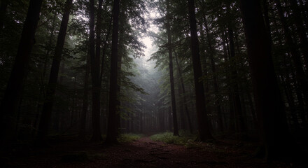 Naklejka premium Midnight Whispers Through Ancient Trees Unseen