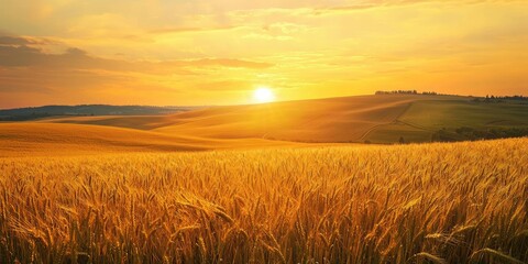 Obraz premium wheat field at sunset