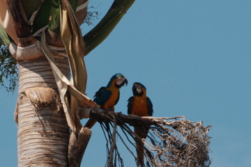 arara de Pirenopolis 