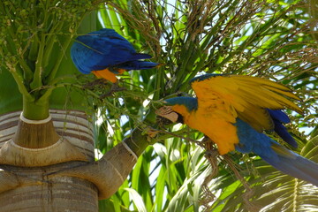 arara de Pirenopolis 