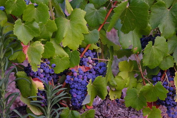 blue grapes on vine