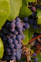red wine grapes