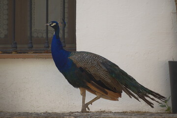 peacock with feathers