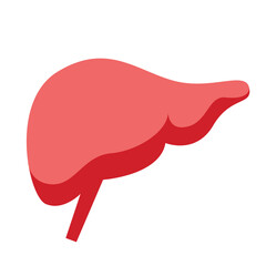 Human liver in red smooth shape. Perfect for anatomy diagrams, medical education, or healthcare-related illustrations.
