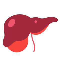 Human liver with stylized lobes and ducts. Suitable for anatomy diagrams, medical education, or healthcare-related illustrations.