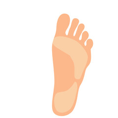 Obraz premium Front view of human foot with visible toes. Great for anatomy charts, medical graphics, or podiatry and wellness designs.