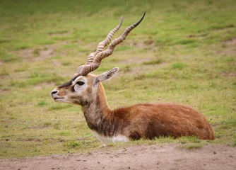 Wandcirkels Antilope Antilope  © Sergio