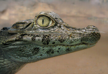 Yacaré asomando del agua retrato