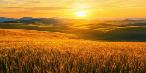 Fototapeta premium field of wheat
